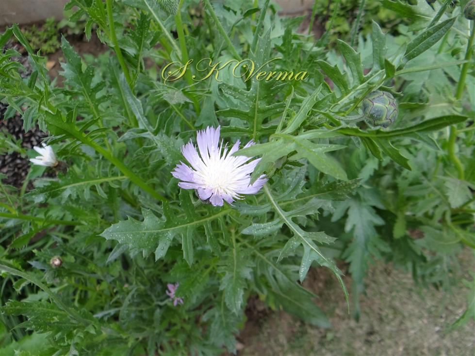  Plant